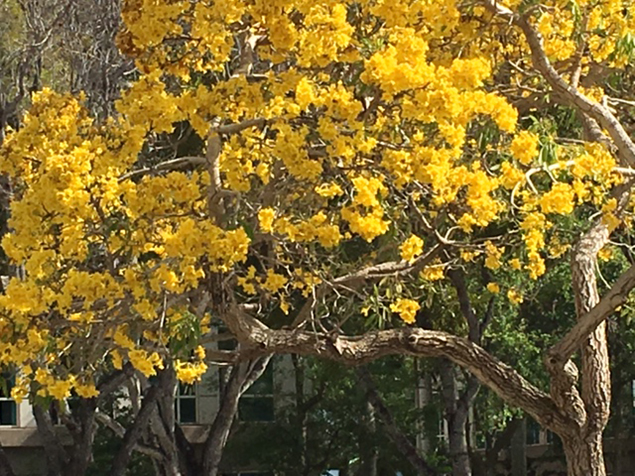 Mimosa in Boca Raton